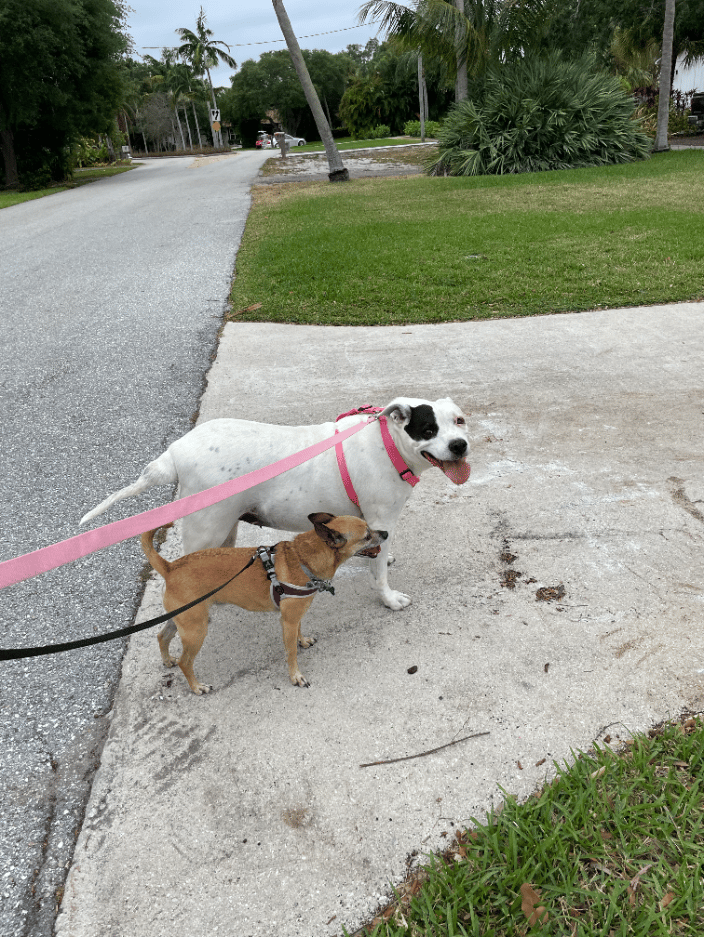 Dog walking two dogs
