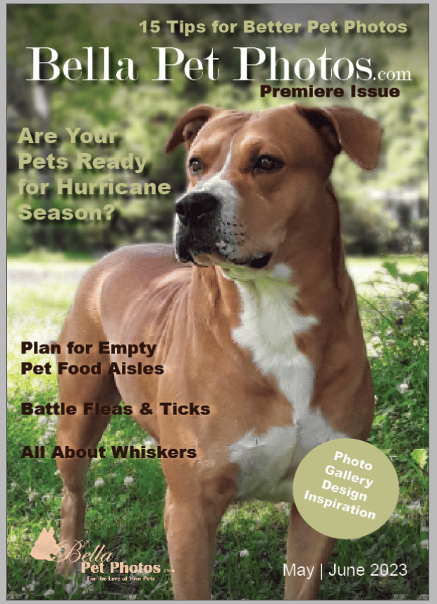 Bella Pet Photos Magazine Cover