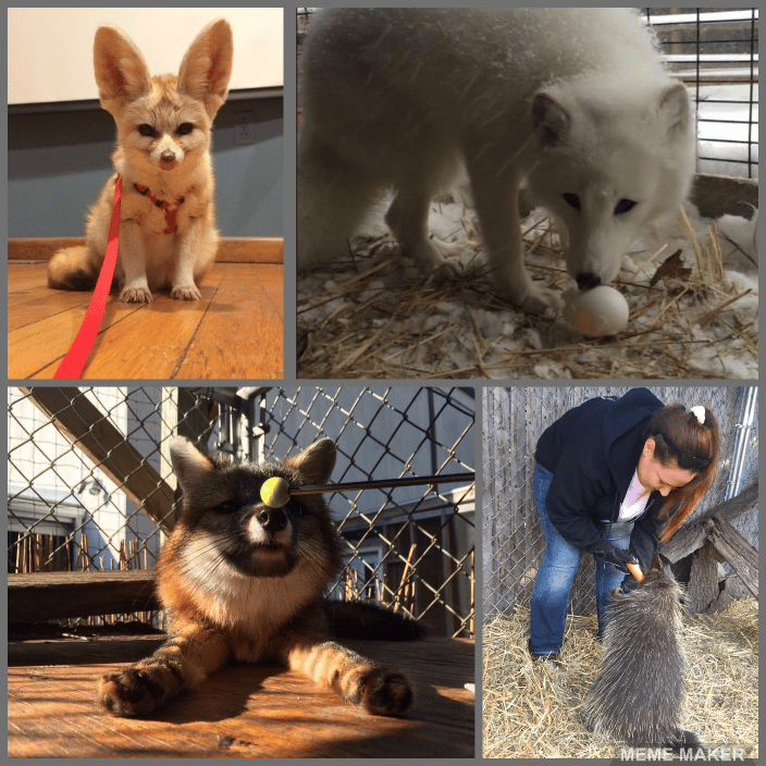 Few other species I worked with; fennic fox, arctic fox, grey fox, & porcupine