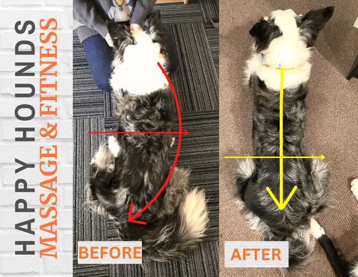A dog's posture and musculature visibly improved after a custom exercise program