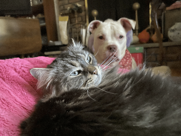 cat Stormy and Dog Sookie