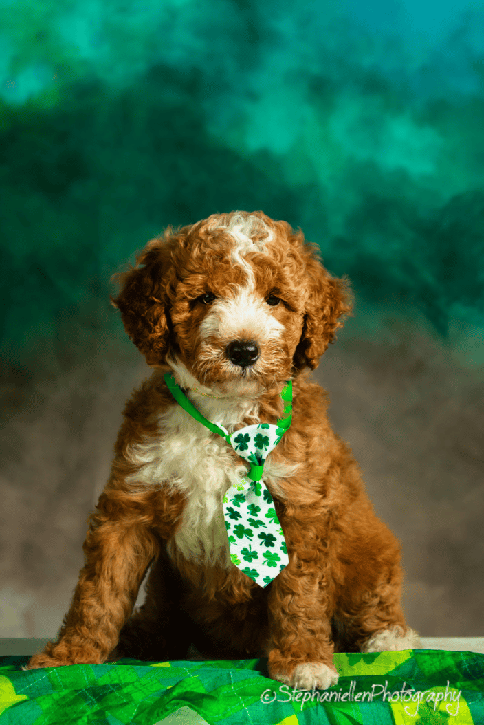 Irish puppy