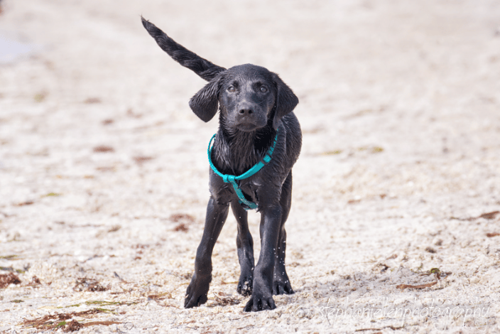 Pup at beach