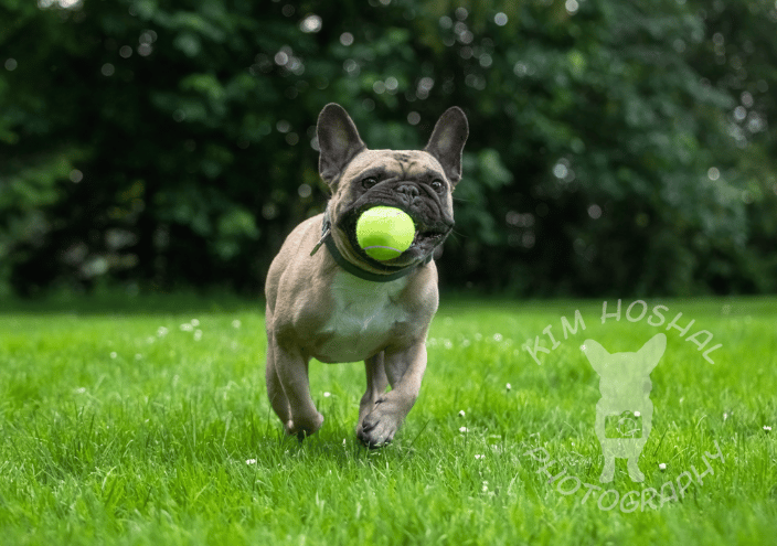 A Frenchie running with a ball
