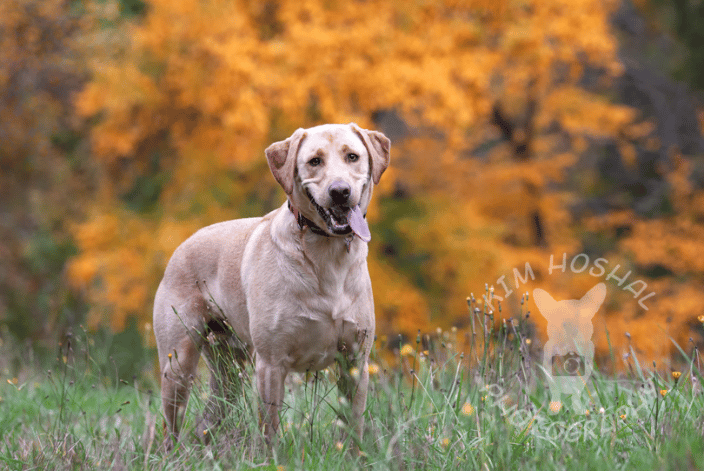 A dog in an autumn colored forest