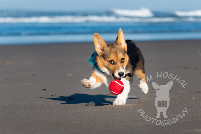 A corgi running on the beach with a ball