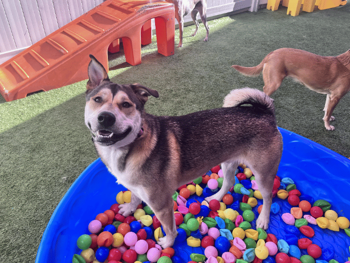 Dog Daycare Outdoor Play
