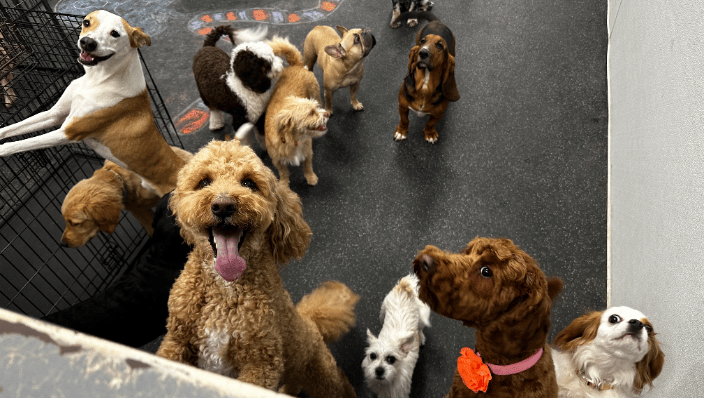 Doggy Daycare Indoor Play