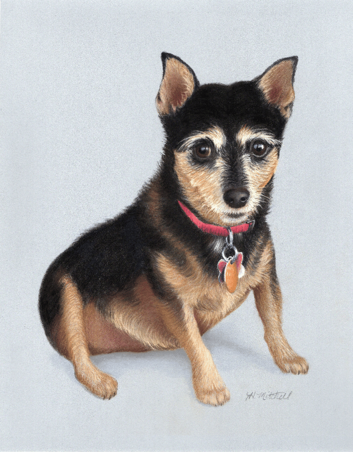 Commissioned portrait of a dog by artist Heather Mitchell, 11" x 14" pastel.