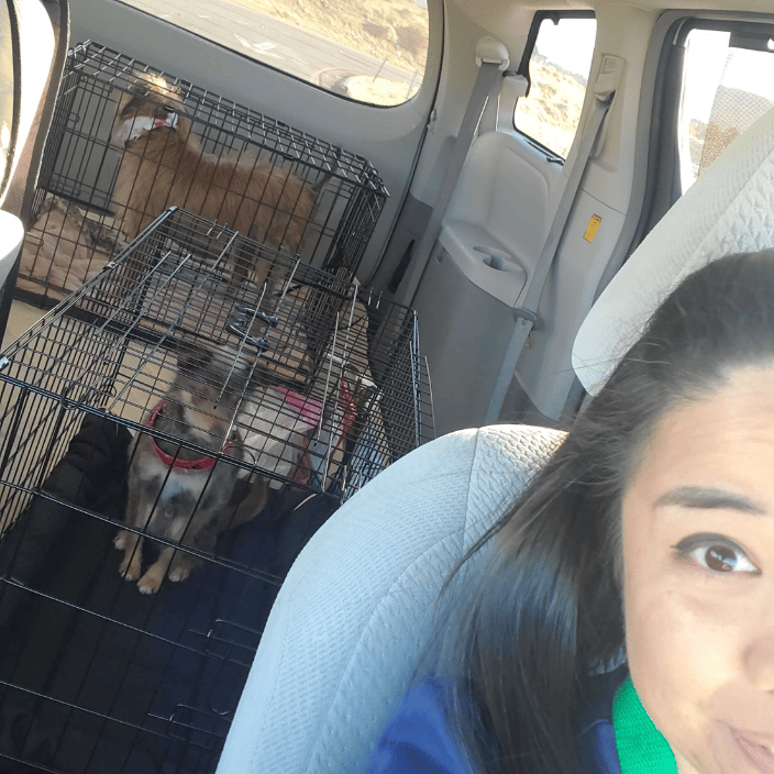 Picking up two pups from the boarding hotel to get them back home!