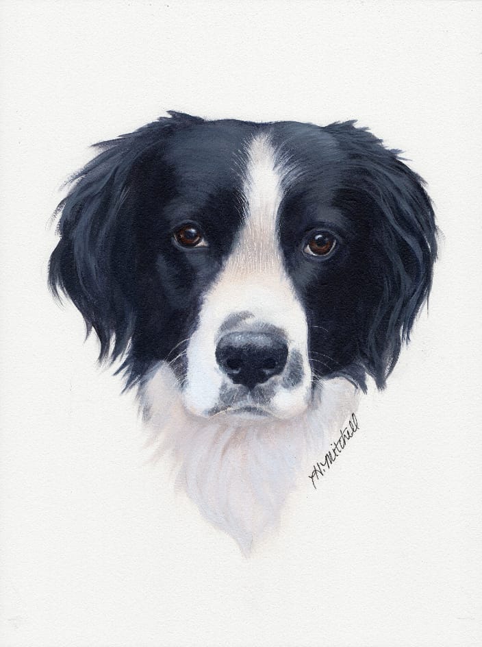 Sophie, a black and white dog painted by artist Heather Mitchell by commission.